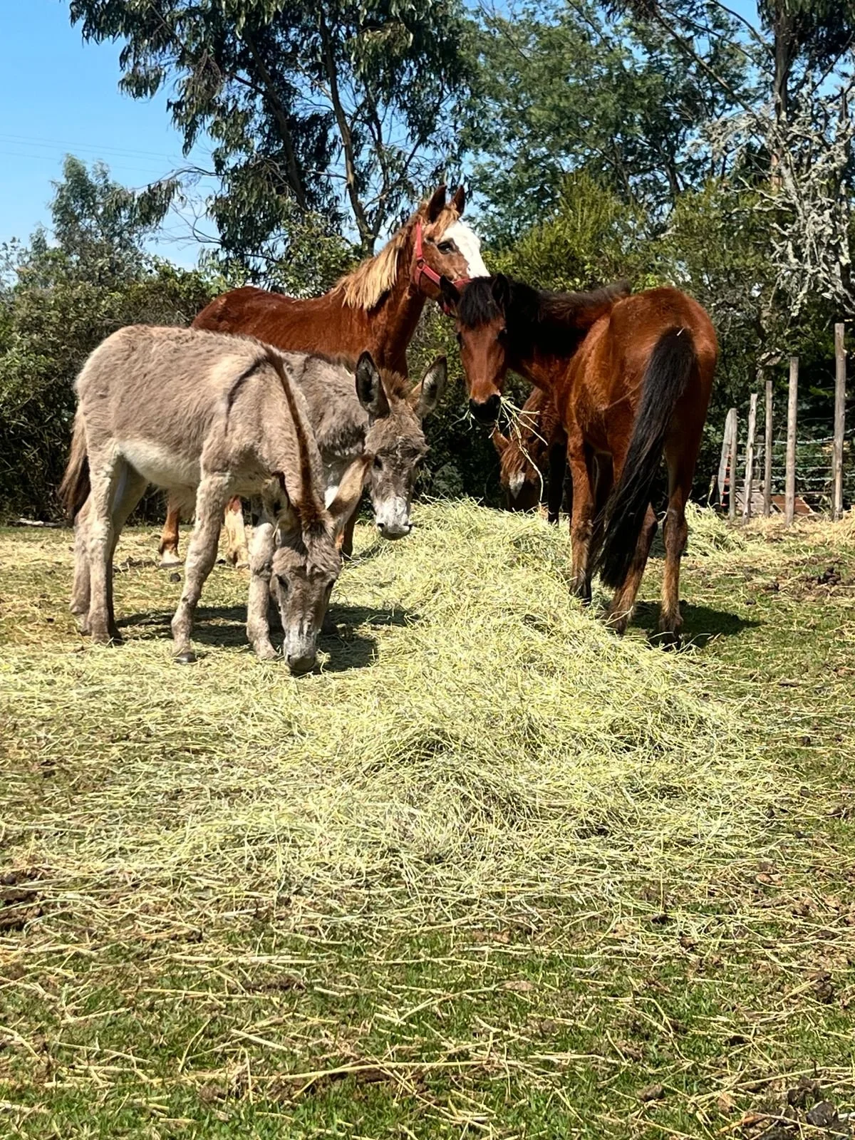rescued animals given a second chance at life in colombia