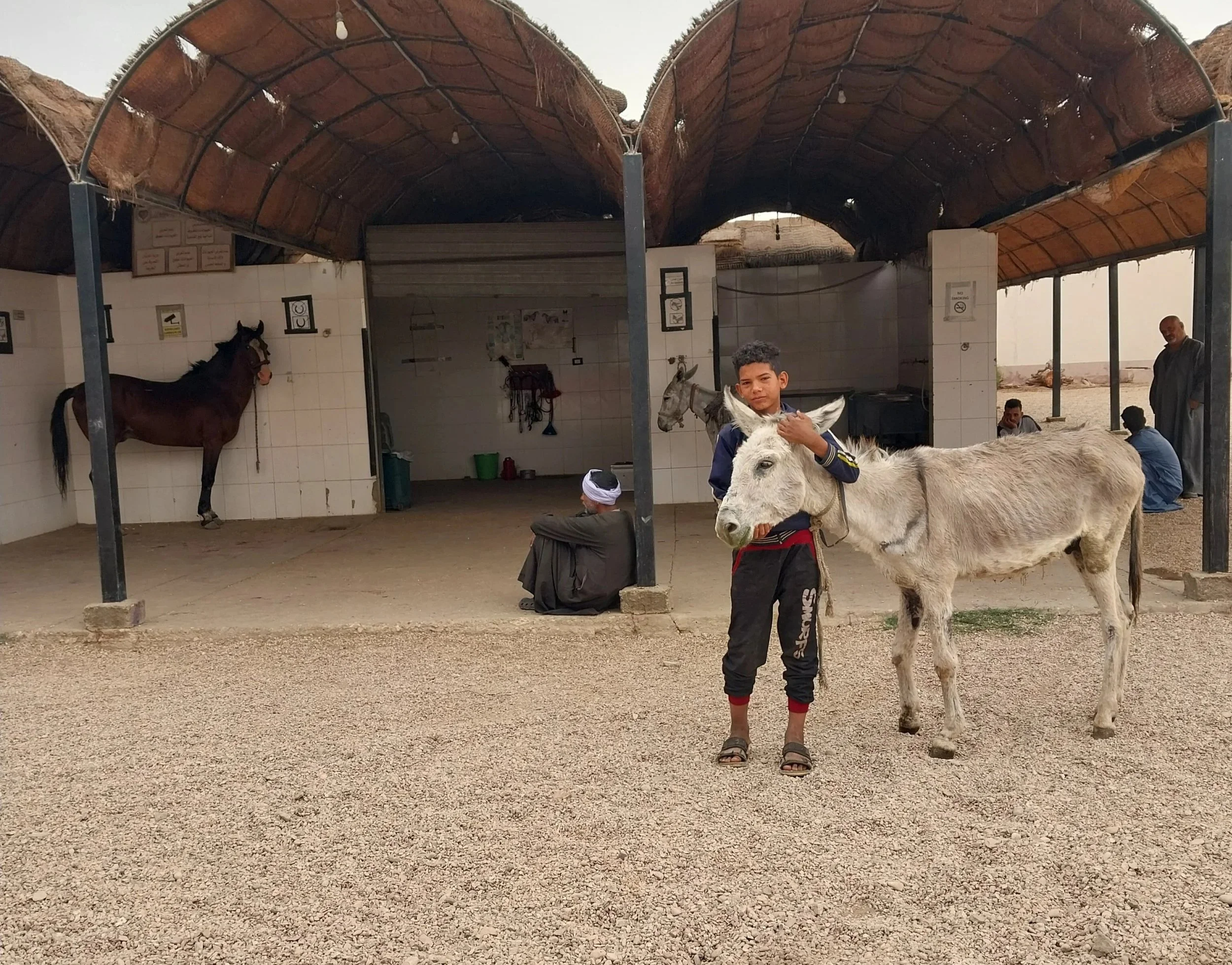 Expanding Our Reach: New Partnership to Support Working Equines in Egypt