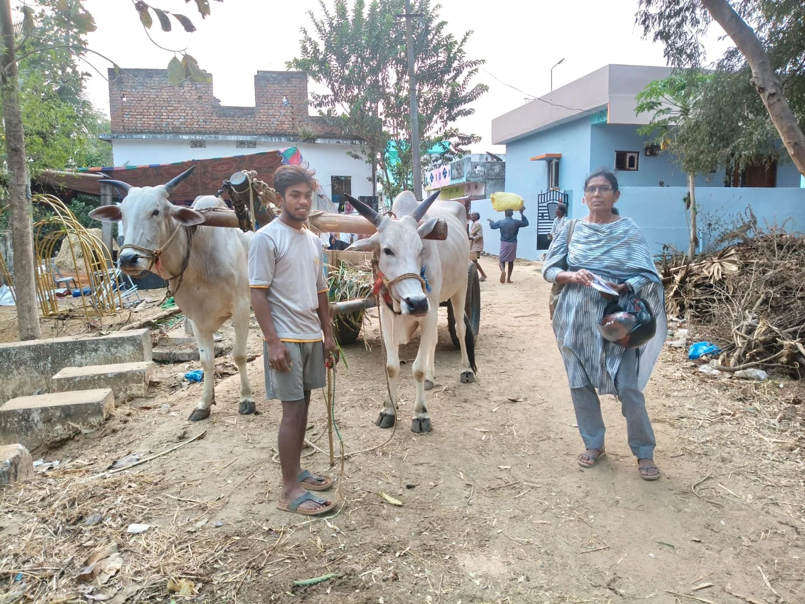 new project to care for bulls &amp; oxen working in the sugarcane industry