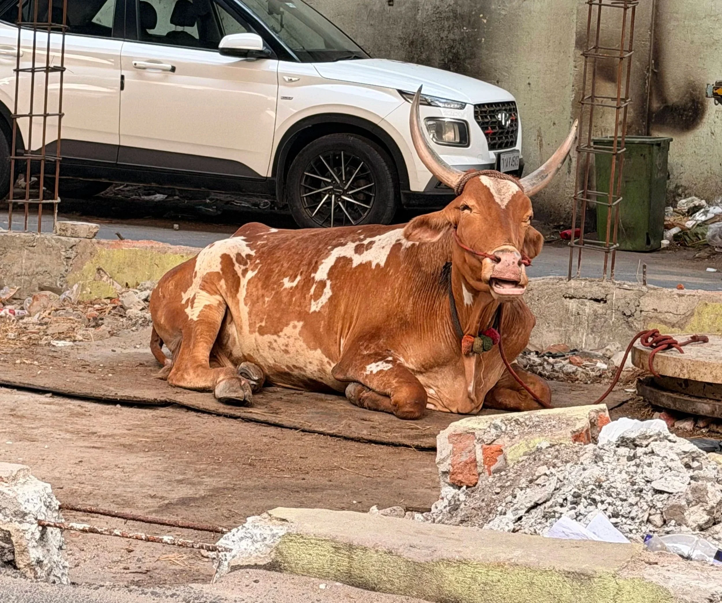 New Mobile Vet Clinic to Support Bullocks, Horses &amp; Cows in India