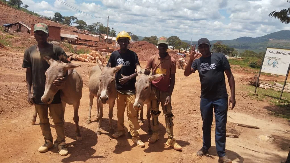 new reward program motivates owners to care for their donkeys in tanzania