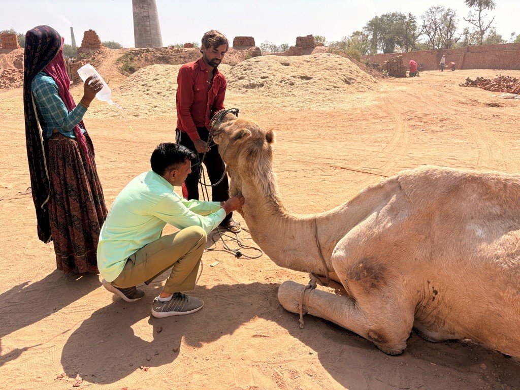 Bringing Care and Compassion to India’s Working Camels