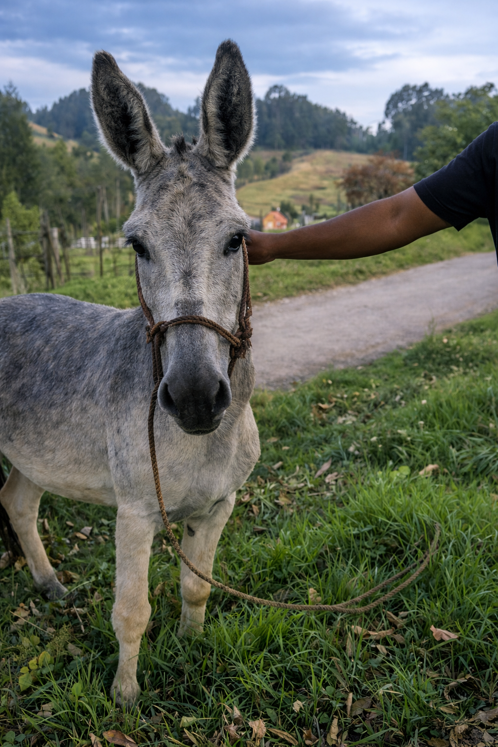 from abandonment to safety: colombian sanctuary offers hope for equines in need