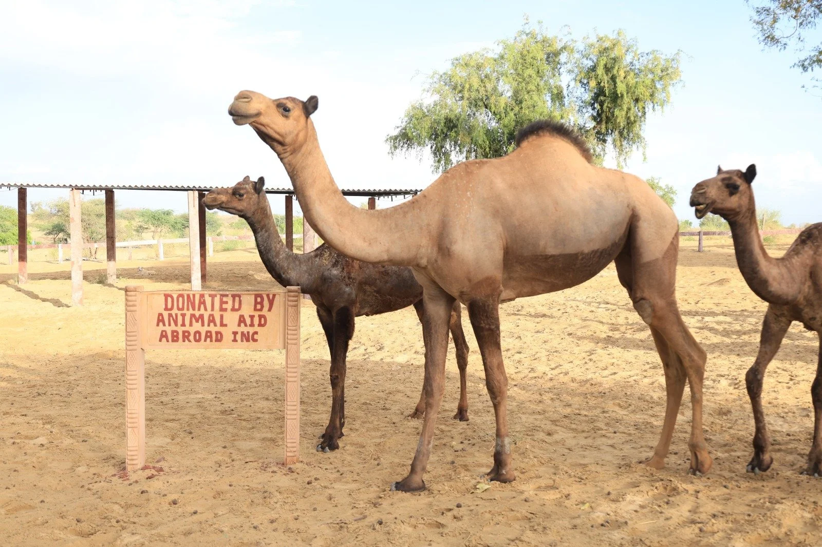 reaching india’s forgotten camels: providing veterinary care, safety &amp; sanctuary