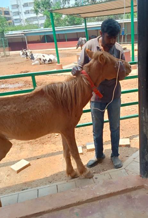 from harsh conditions to nurturing care: animals find safety &amp; sanctuary in Bengaluru