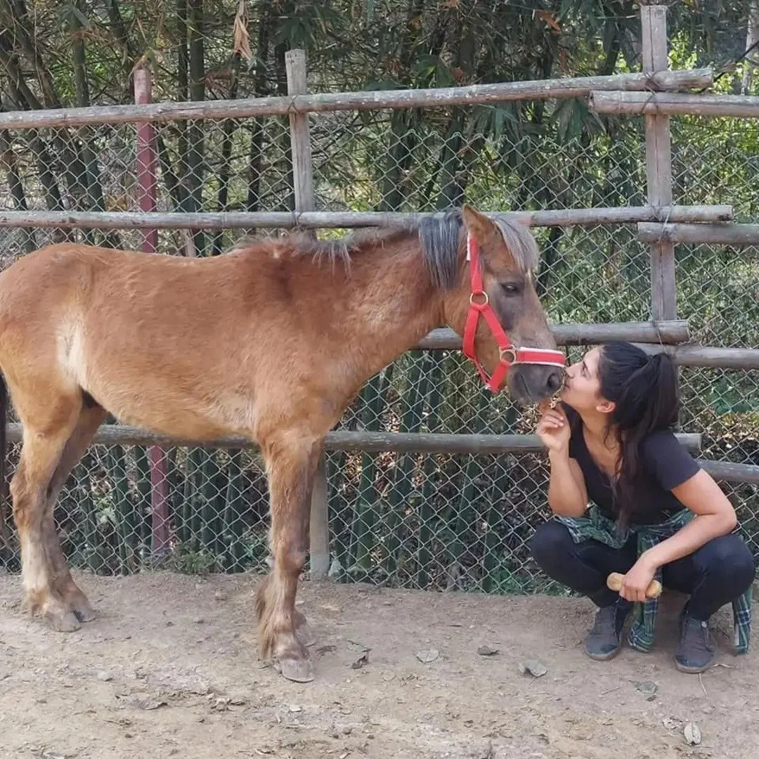 sad goodbye renews sanctuary’s commitment to rescuing working animals in nepal