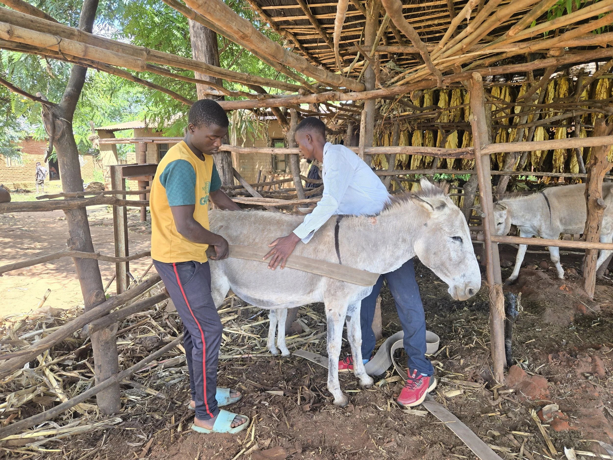 education &amp; humane equipment improves welfare for donkeys in Malawi