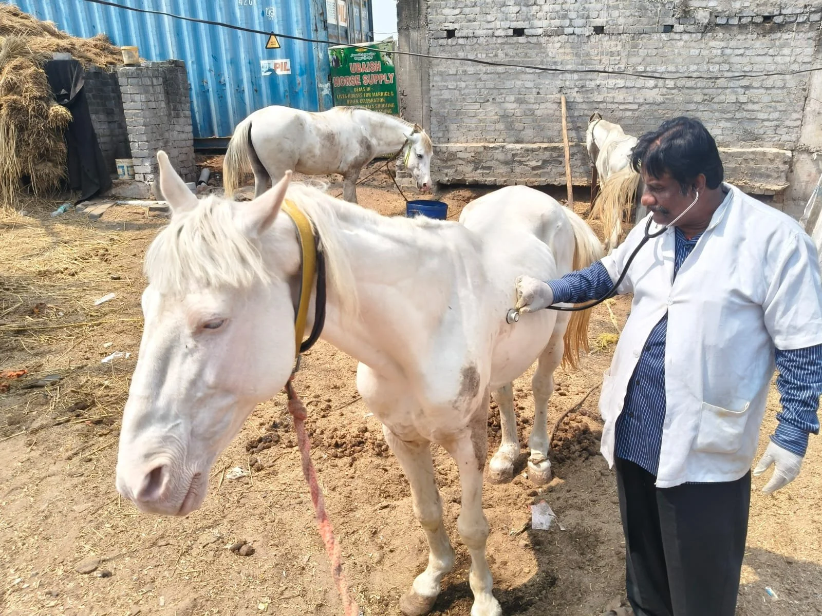 Veterinary Care and Education Creates Long‑Term Change for Working Animals in India
