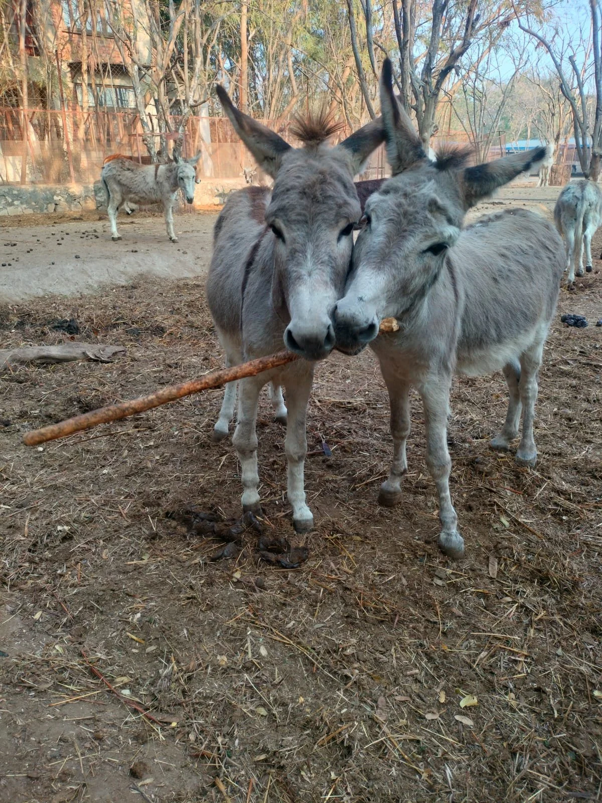 Rescued Donkeys Discover Healing, Kindness, and Joy at Sanctuary in Udaipur, India