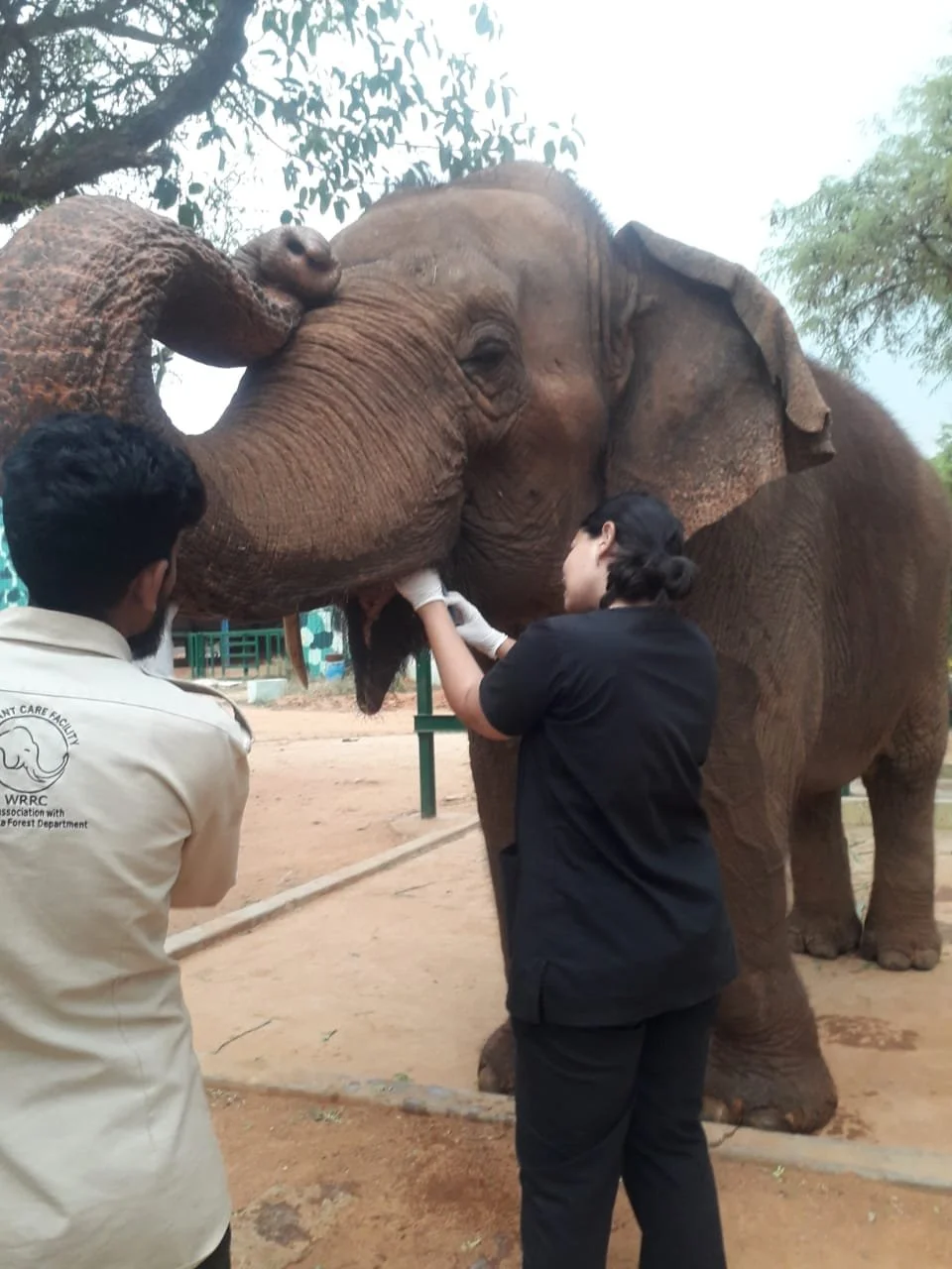 From Fear and Abuse to Compassion and Dignity: Healing Rescued Elephants in India