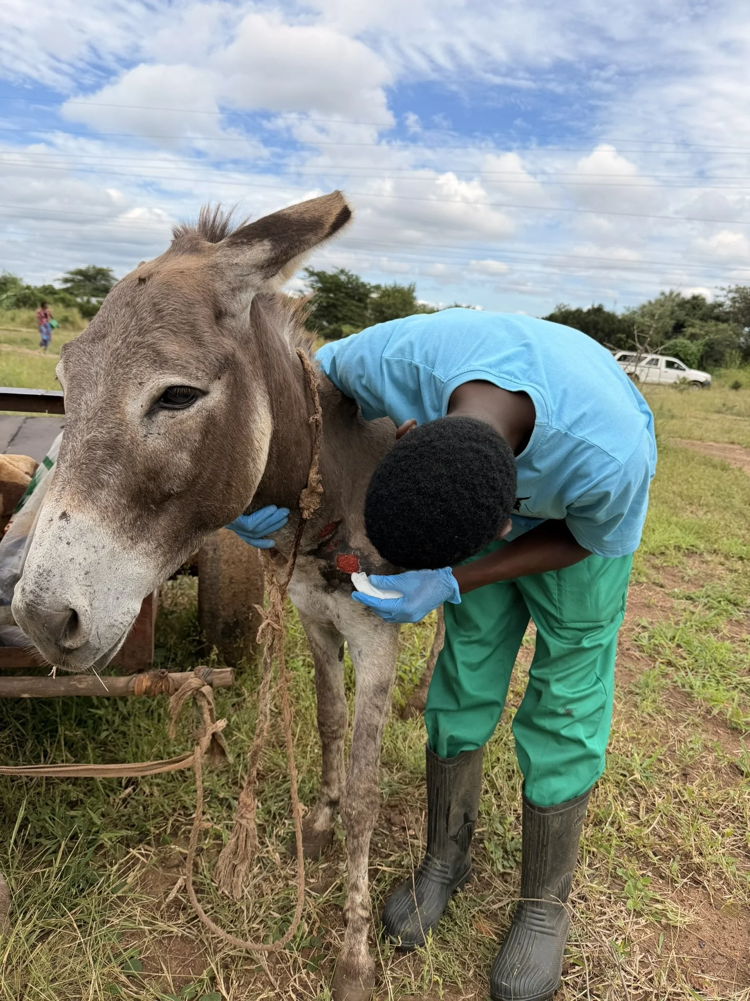 Working Towards a Zambia Where All Donkeys Are Treated with Compassion