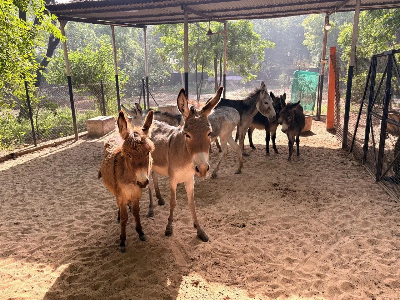 Indian Vet Team Offers Care, Dignity, and Sanctuary for Equines in Need