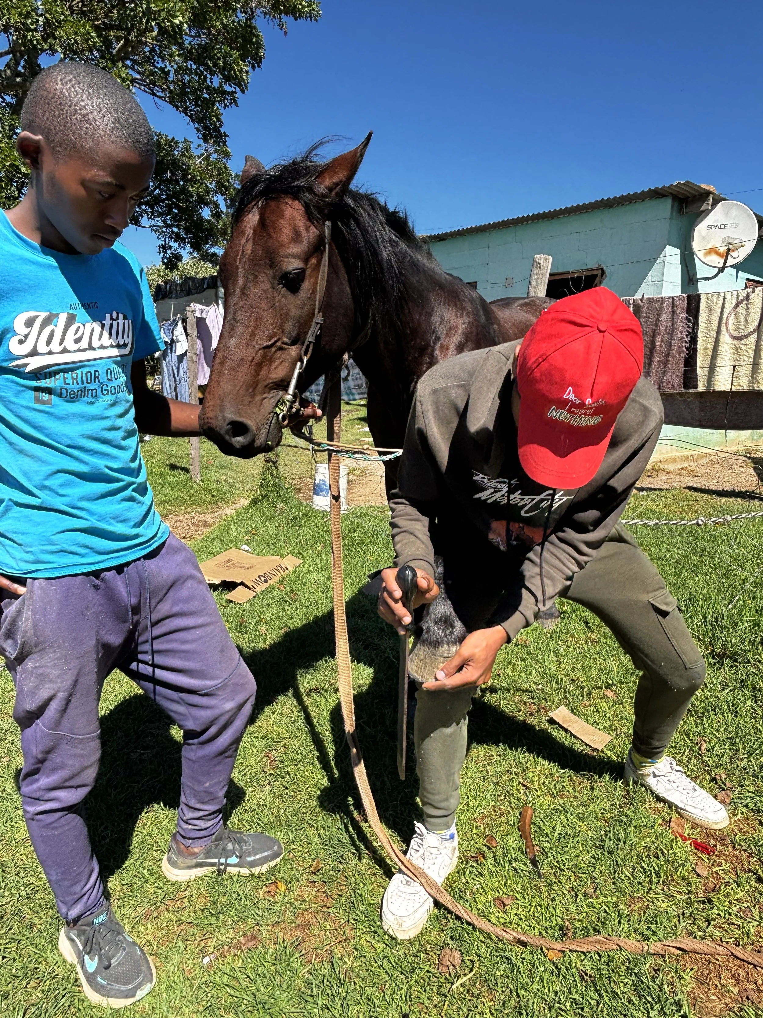 Community Engagement and Trust Benefits More Working Animals in South Africa