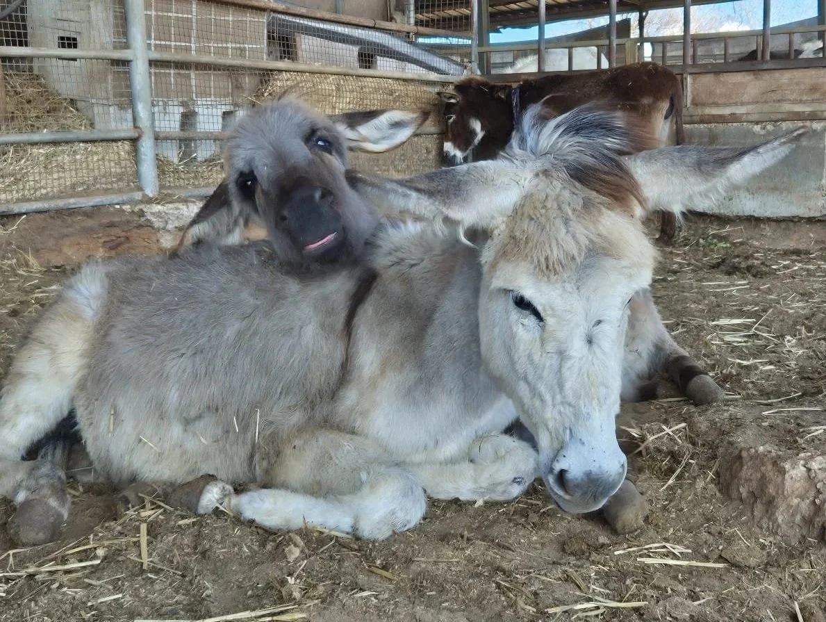 From Trauma to Gentle Care: Transforming the Lives of Rescued Donkeys in Israel
