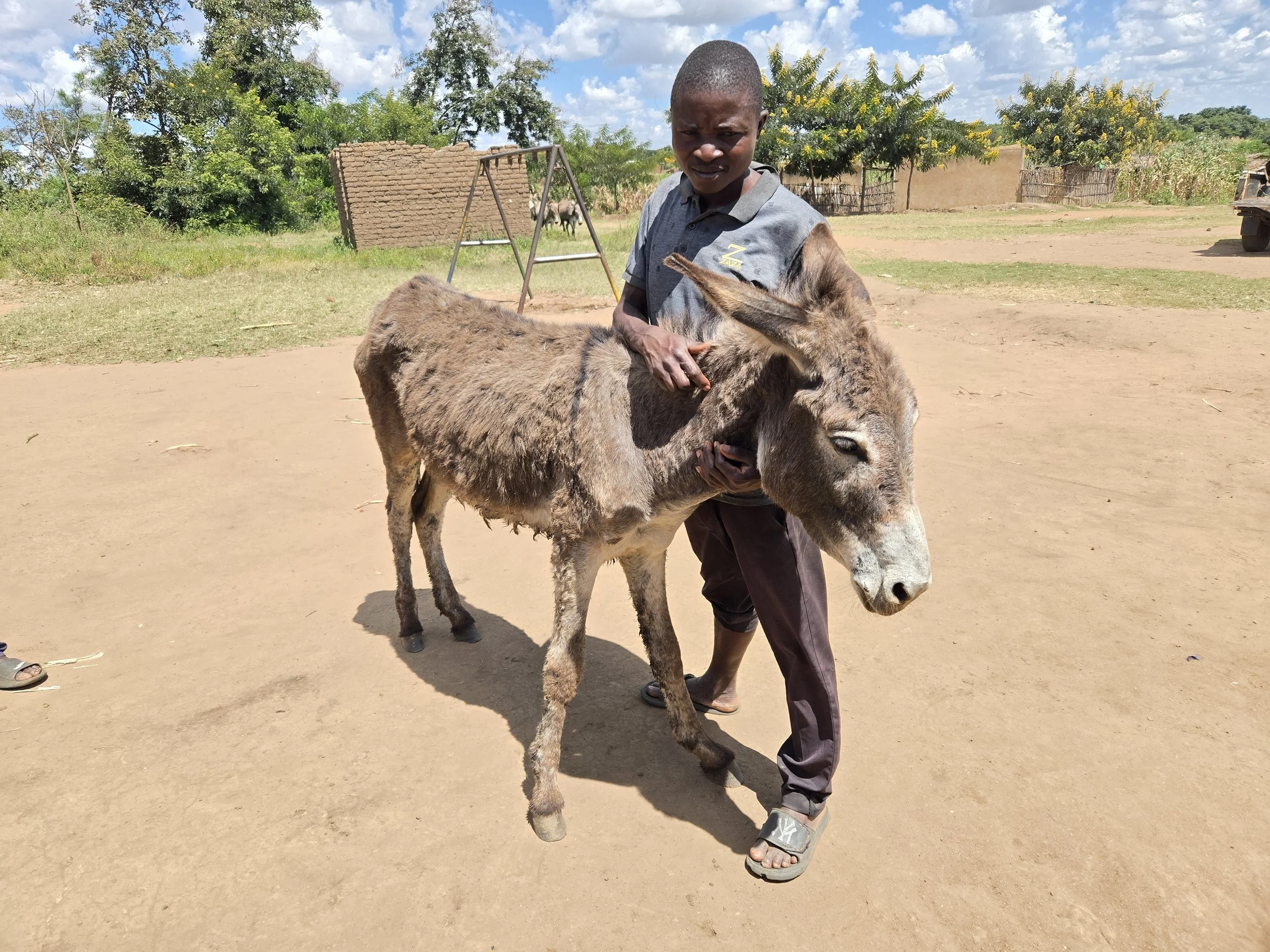 Making Strides Toward Better Welfare for Working Donkeys in Lilongwe