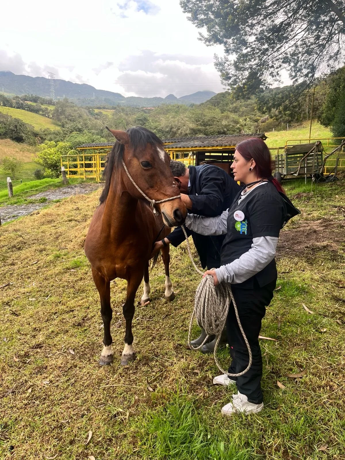Working Equines in Rural Colombia Finally Receive Lifesaving Veterinary Care