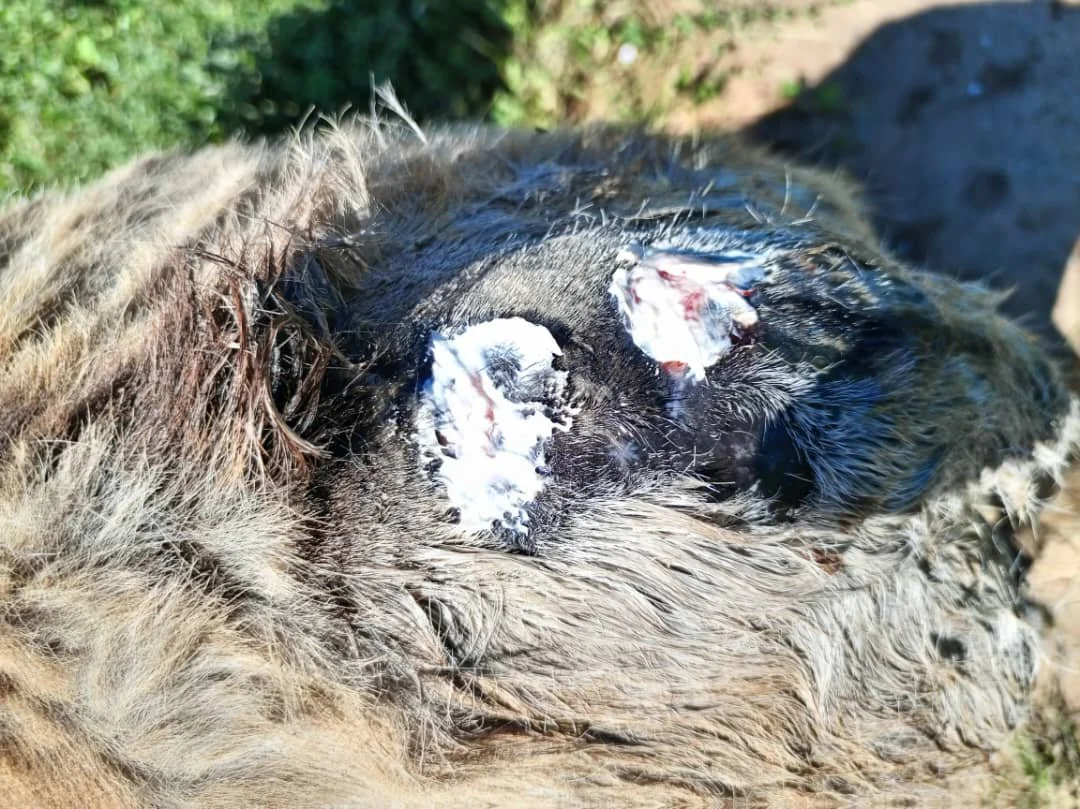 Wound treatment at Libuyu .jpg