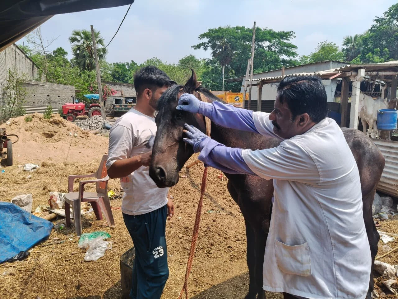 Veterinary Care, Education &amp; Water Troughs Improve Welfare for Working Animals in India