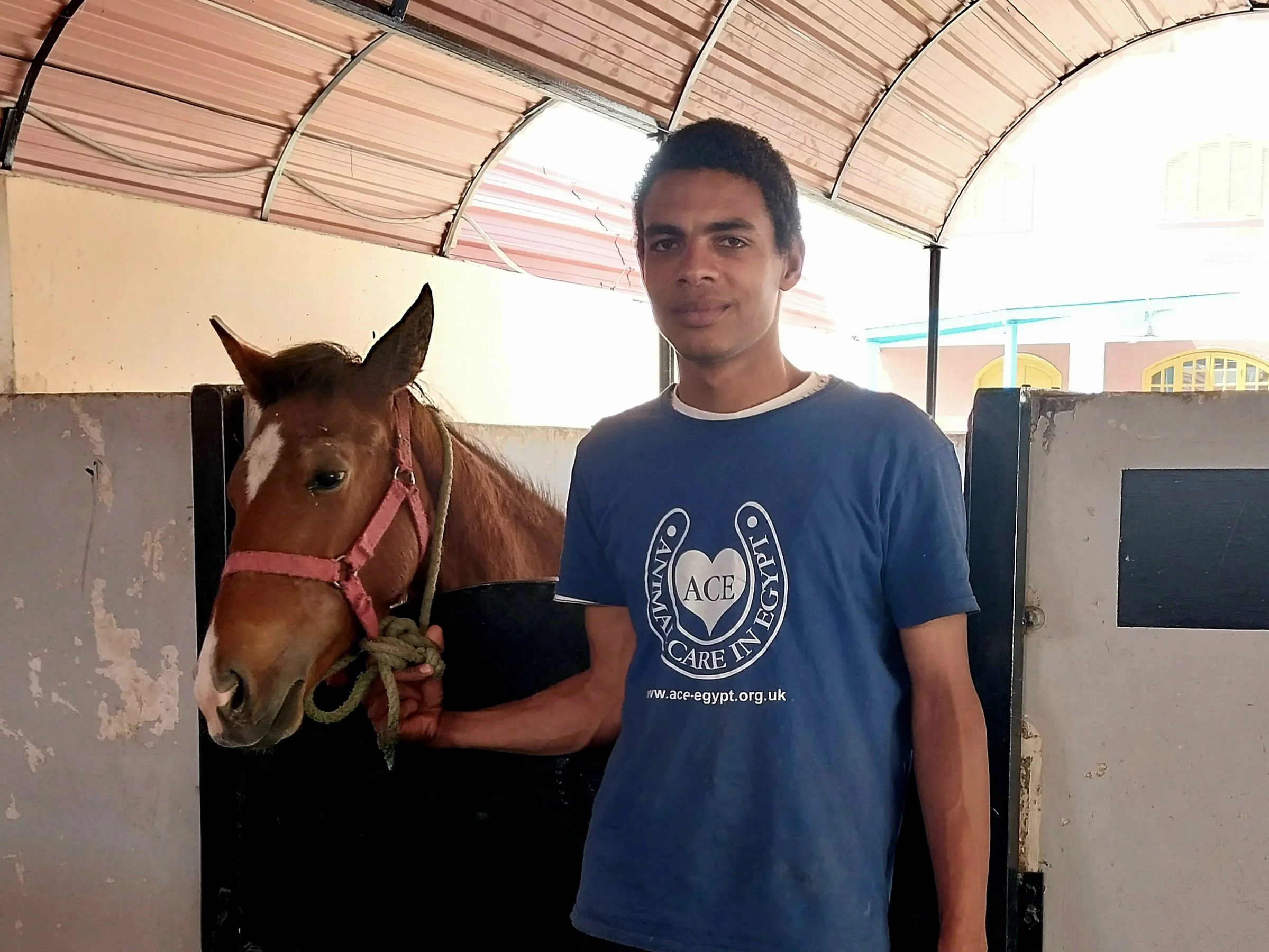 From Brokenness to Healing: Caring for Working Animals in Egypt