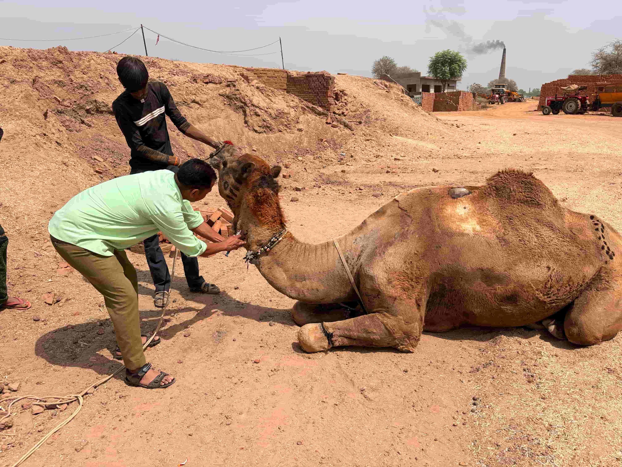 Team in India Provides a Lifeline for Camels in Need