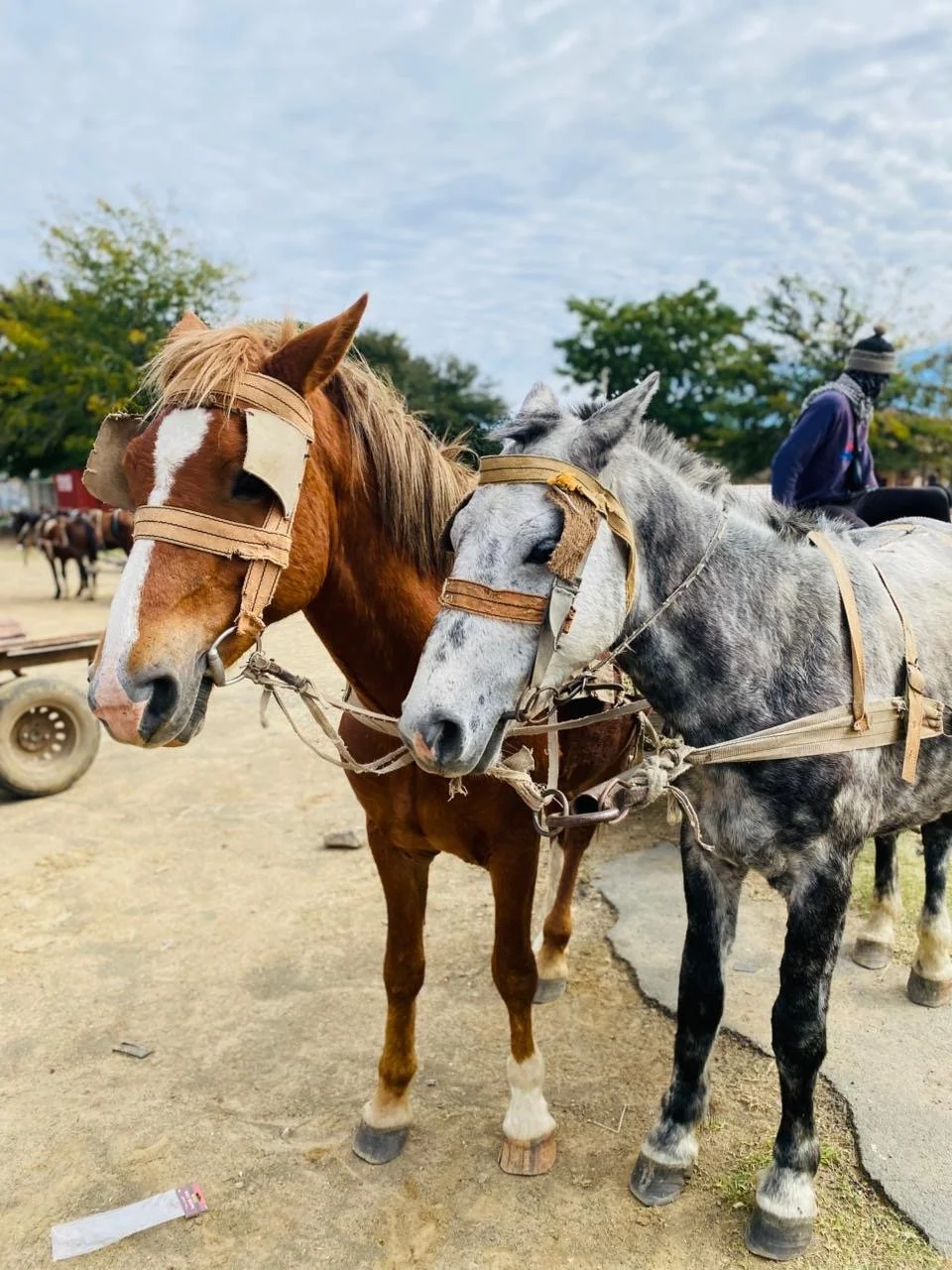 South African Team Remains Dedicated to Animal Welfare Despite Challenges