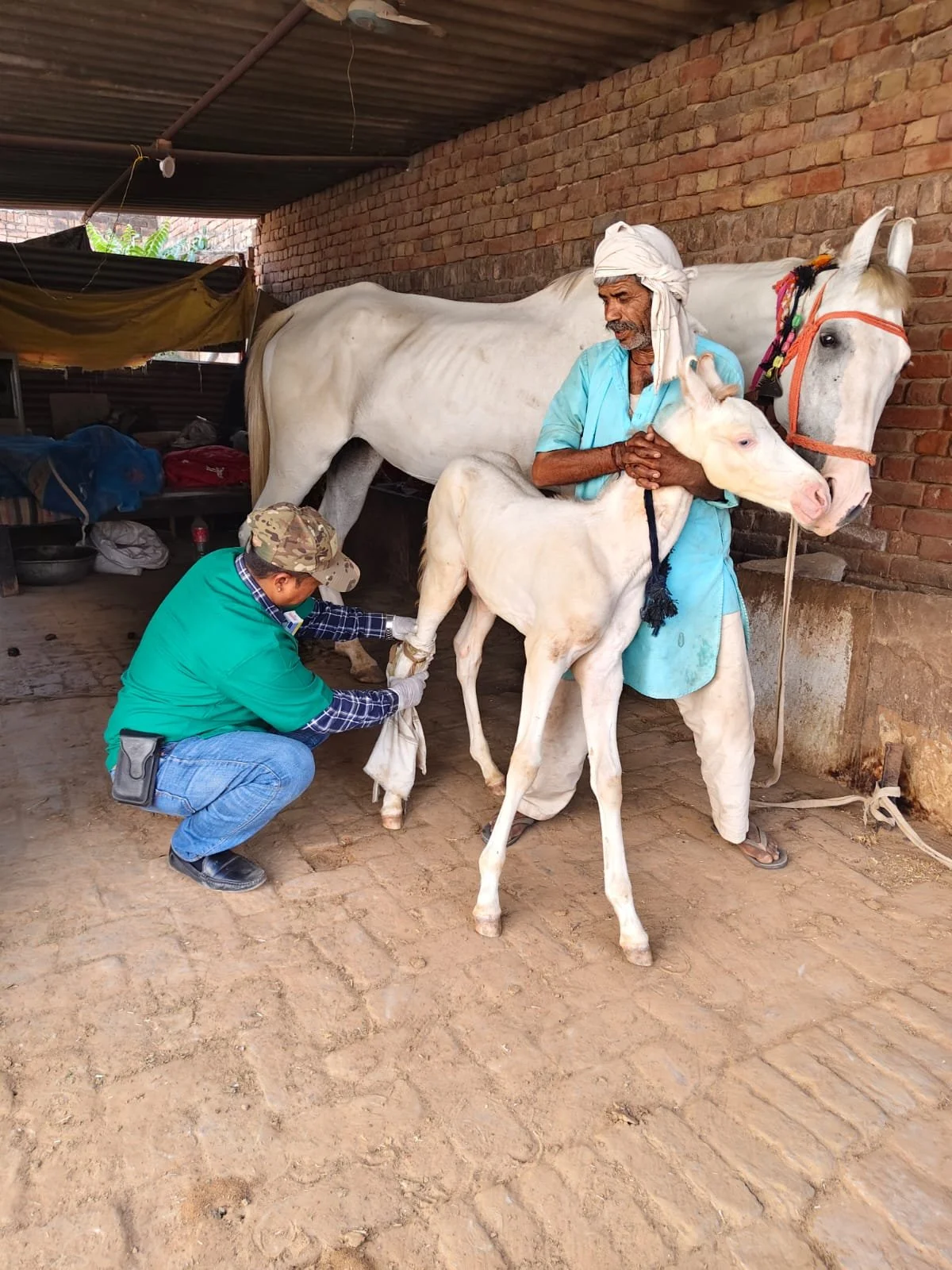 From Pain &amp; Injury to Relief &amp; Comfort: Treating Equines on the Streets of India