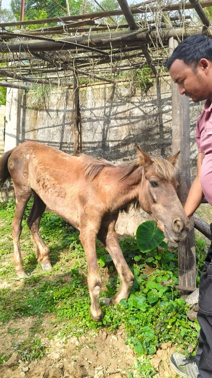 Nepalese Sanctuary Cares for Society’s Most Vulnerable Animals