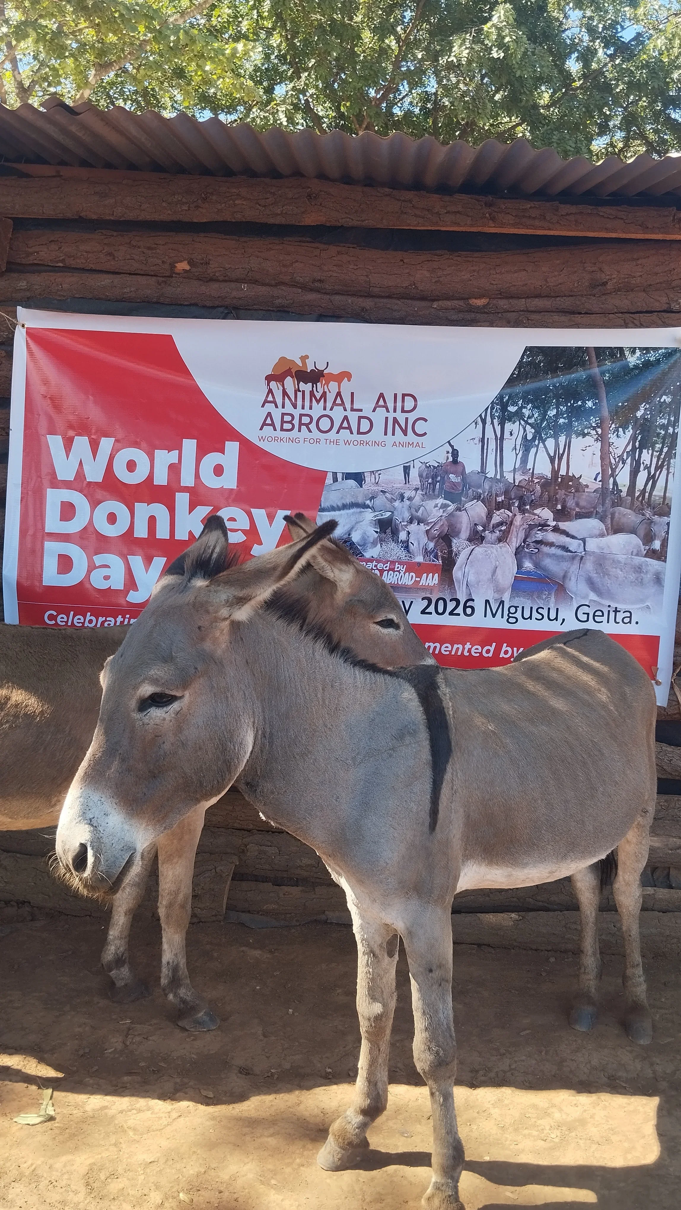 Celebrating Donkeys on World Donkey Day &amp; Remembering our colleague Mollel