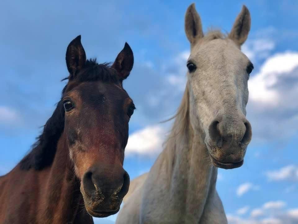 International Working Animal Day: Honoring the Silent Workforce That Sustains Communities Worldwide