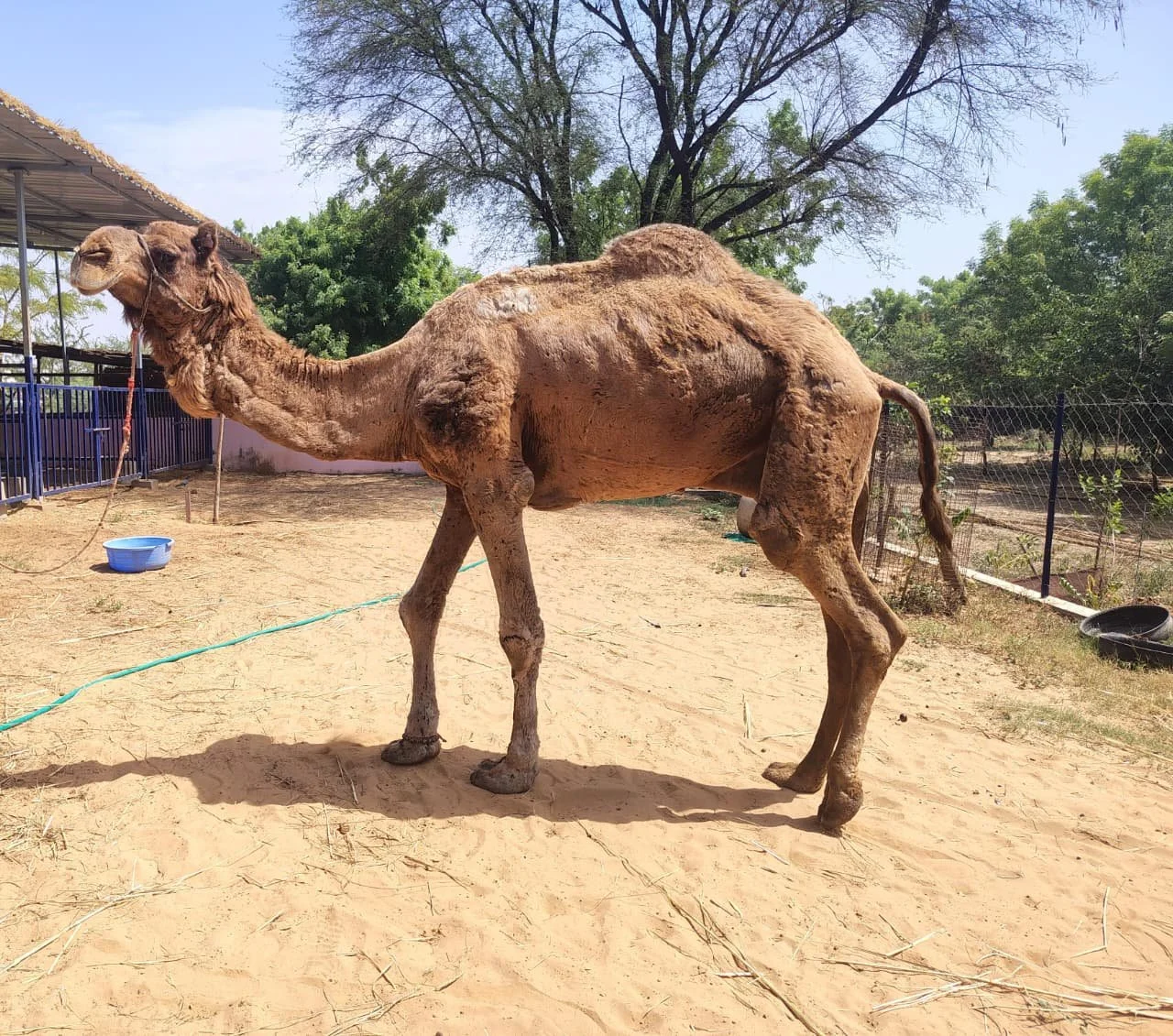 introducing Bhola &amp; Jay: two new camels in our sponsorship family