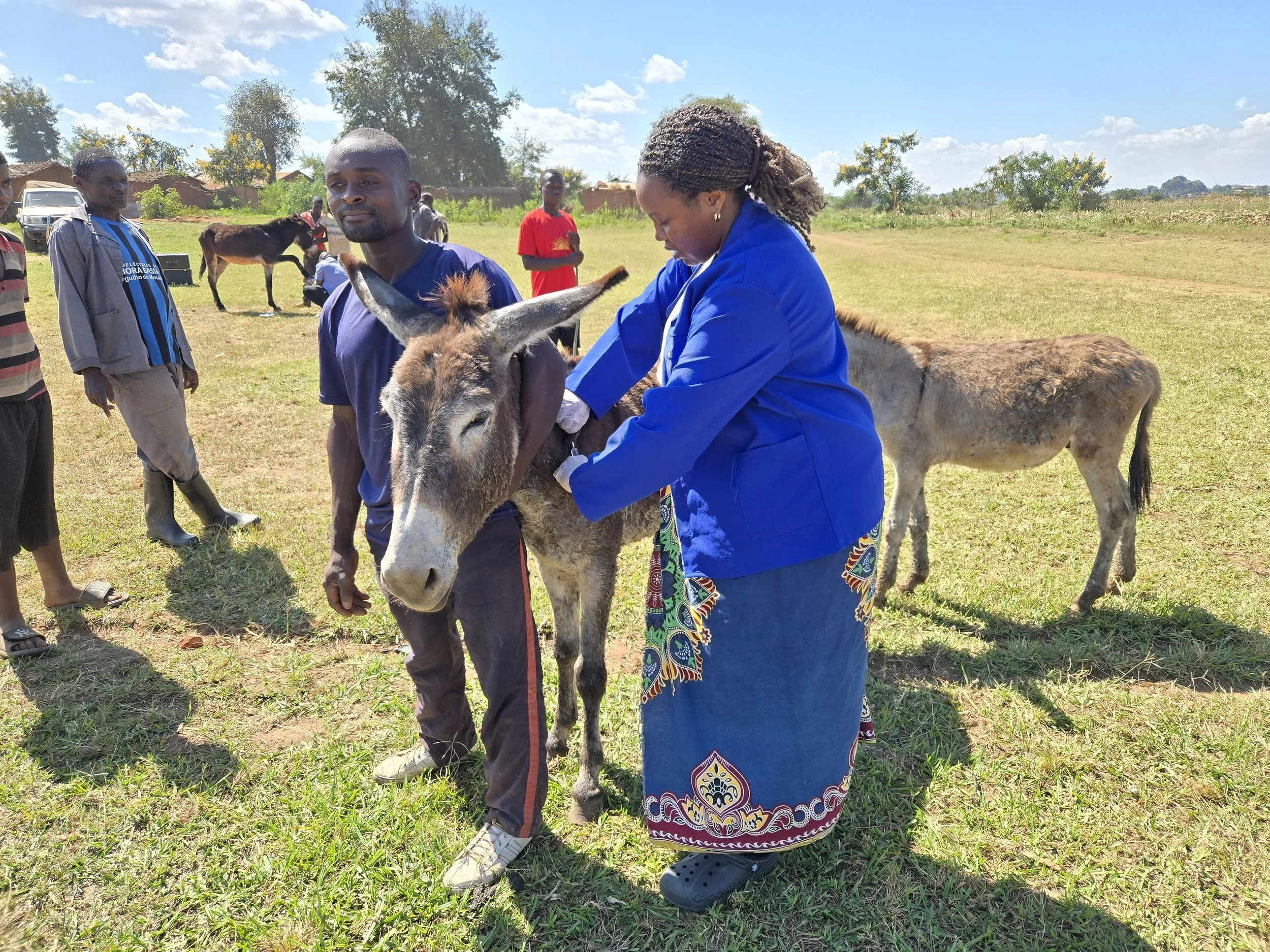 treatment &amp; welfare support assists donkeys during busy harvest season