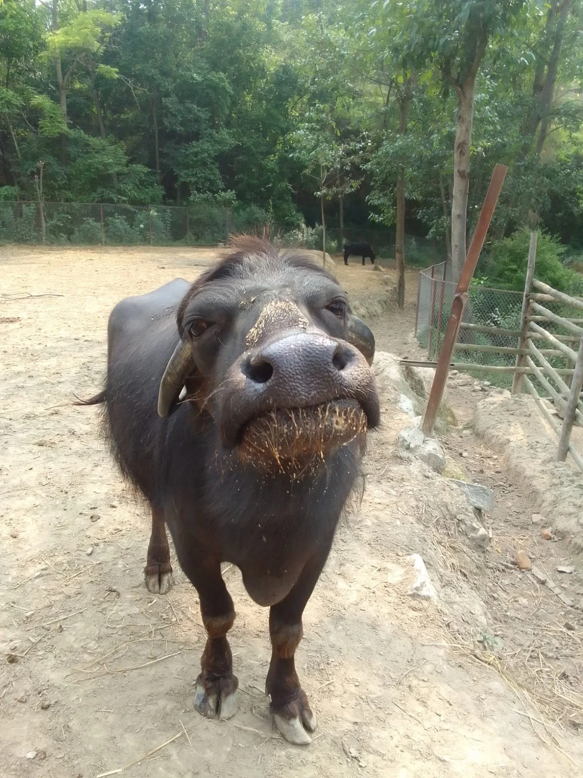 rescued animals in nepal thriving due to your ongoing support