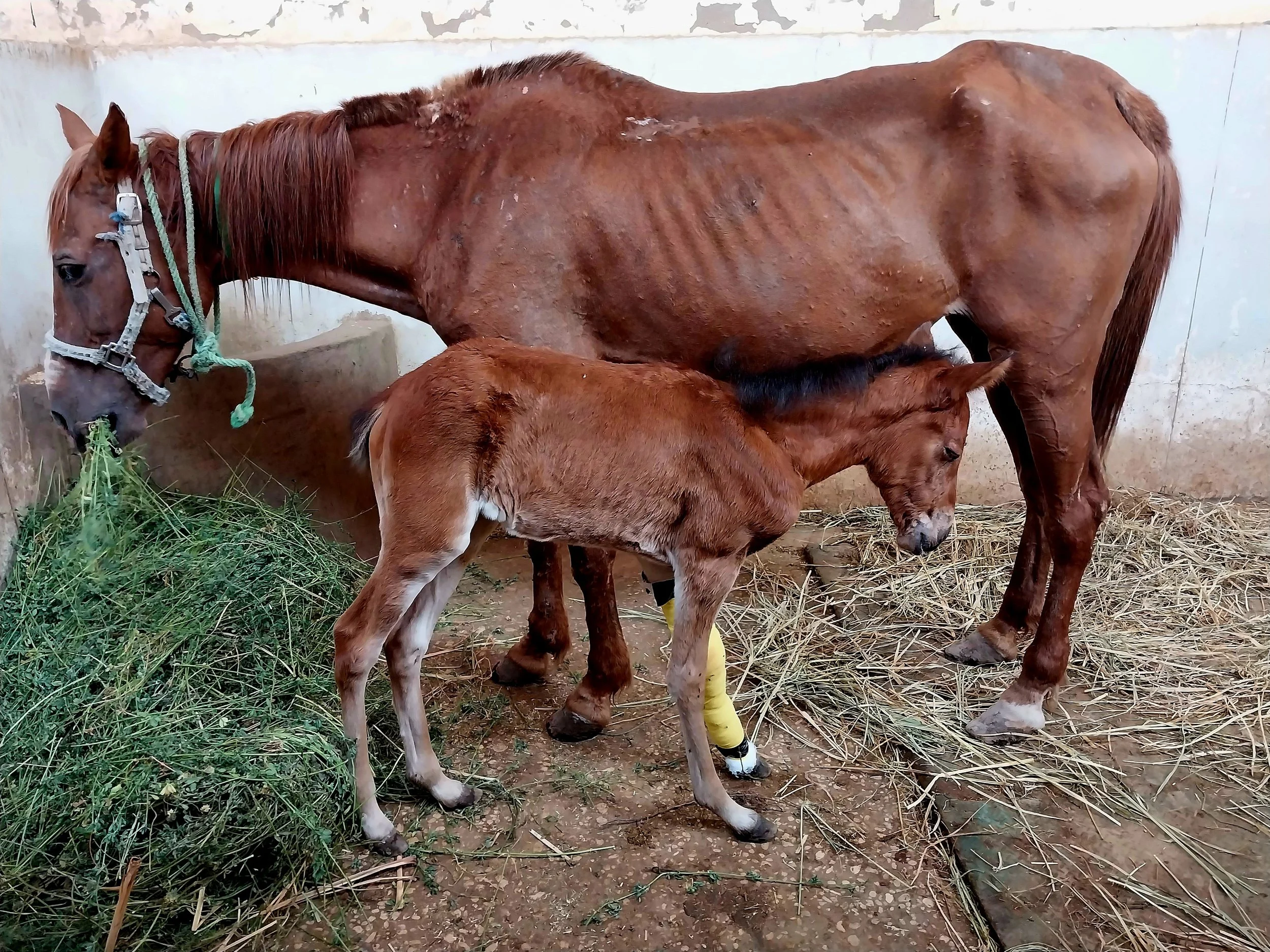 a critical lifeline for sick &amp; injured working equines in egypt