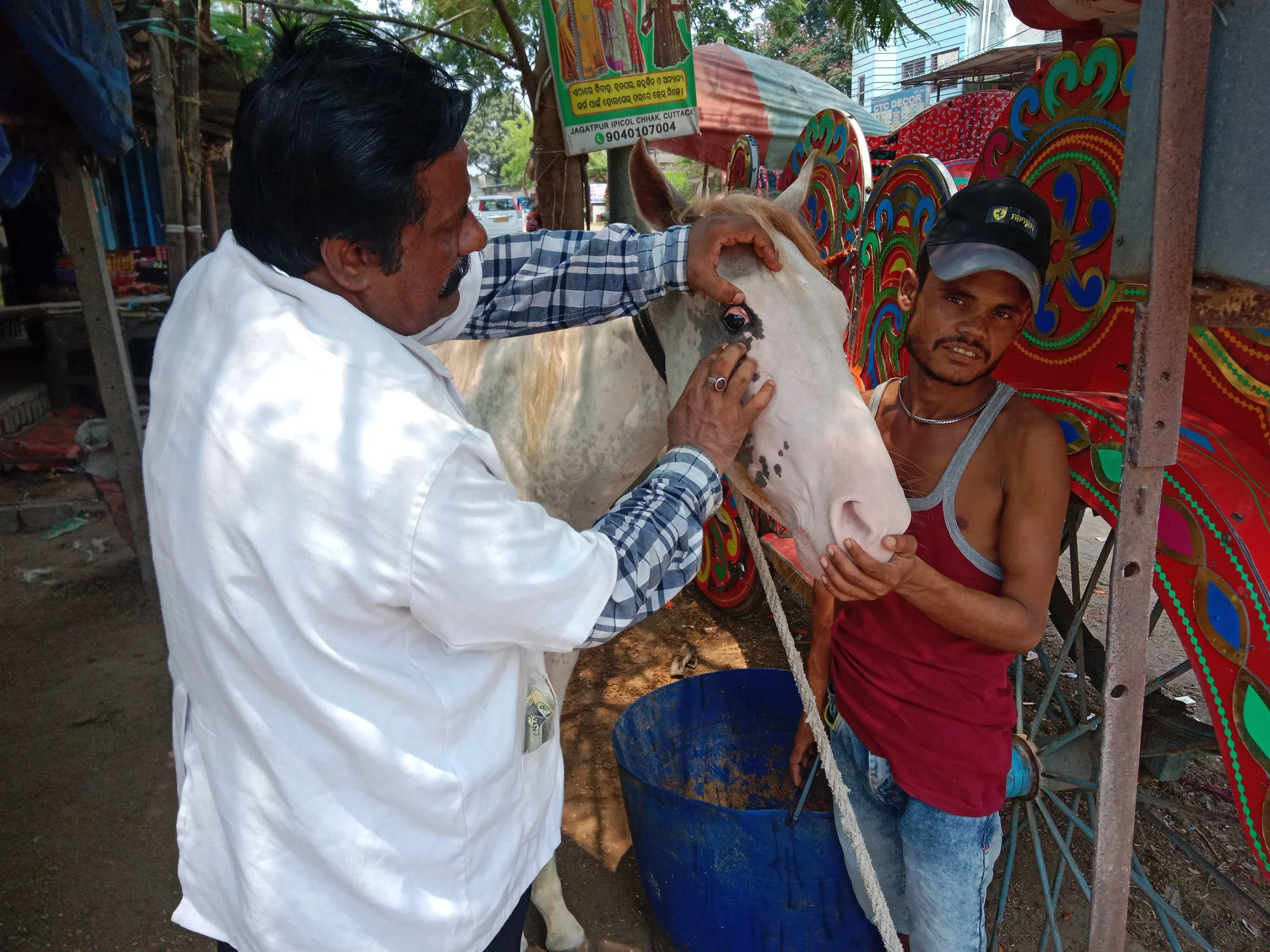 reaching working horses &amp; bullocks in india’s rural and remote areas