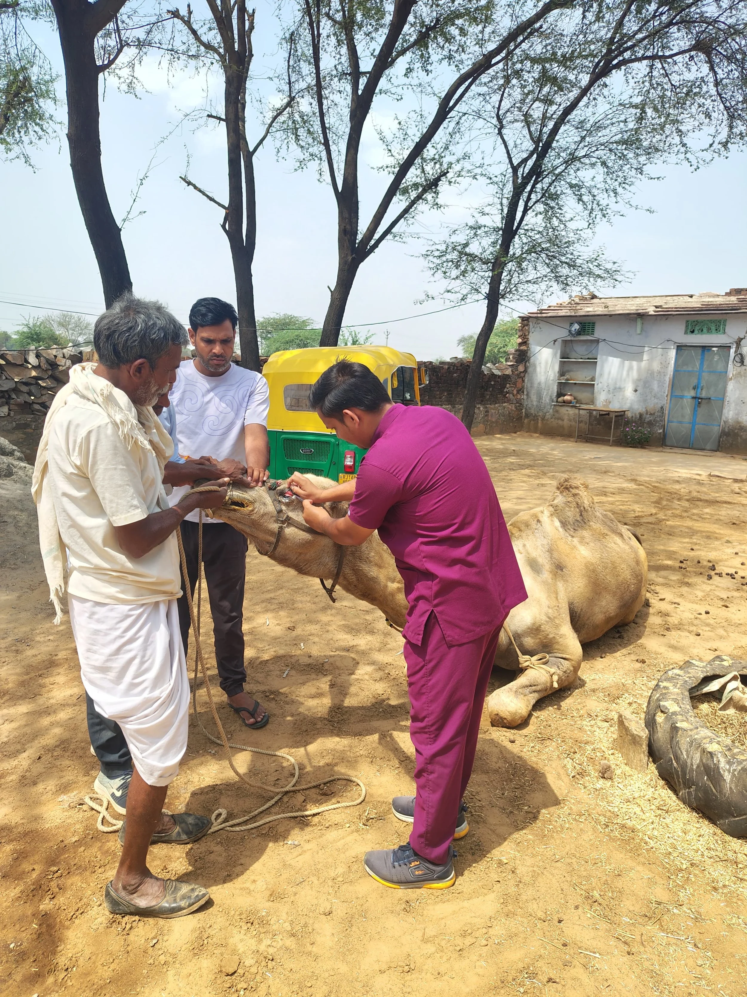 transforming suffering into care &amp; dignity for india’s working camels