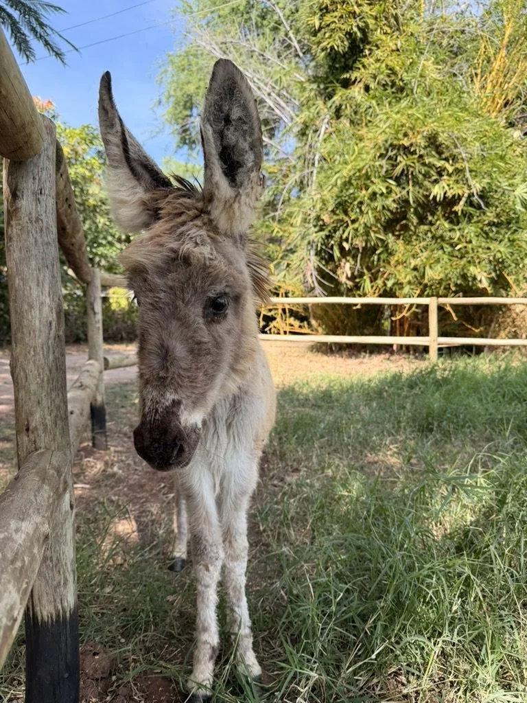 Five Rescued Donkeys Find Their Forever Homes in Zambia