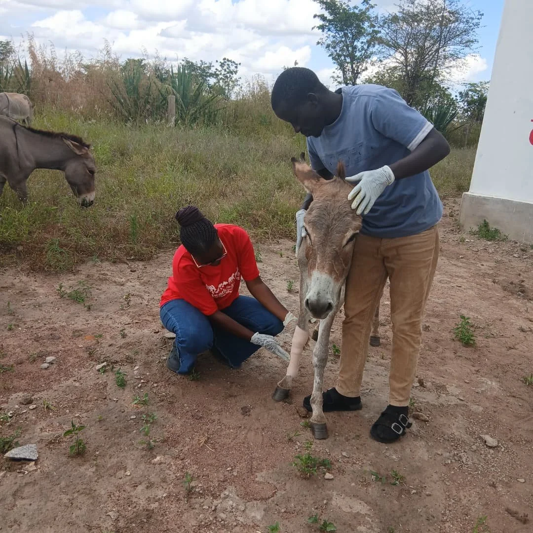 From Neglect to Safety: New Rescue Case at Donkey Sanctuary in Tanzania  