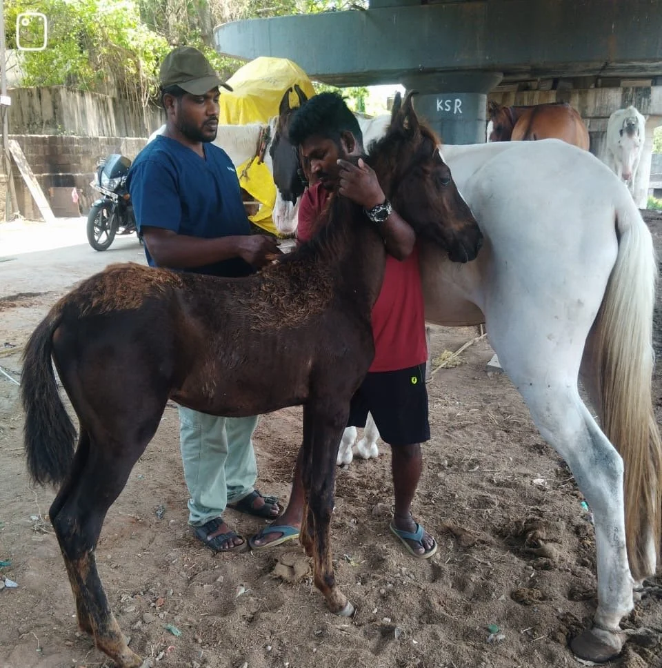 Reaching Working Animals Across Chennai in Partnership with Blue Cross of India