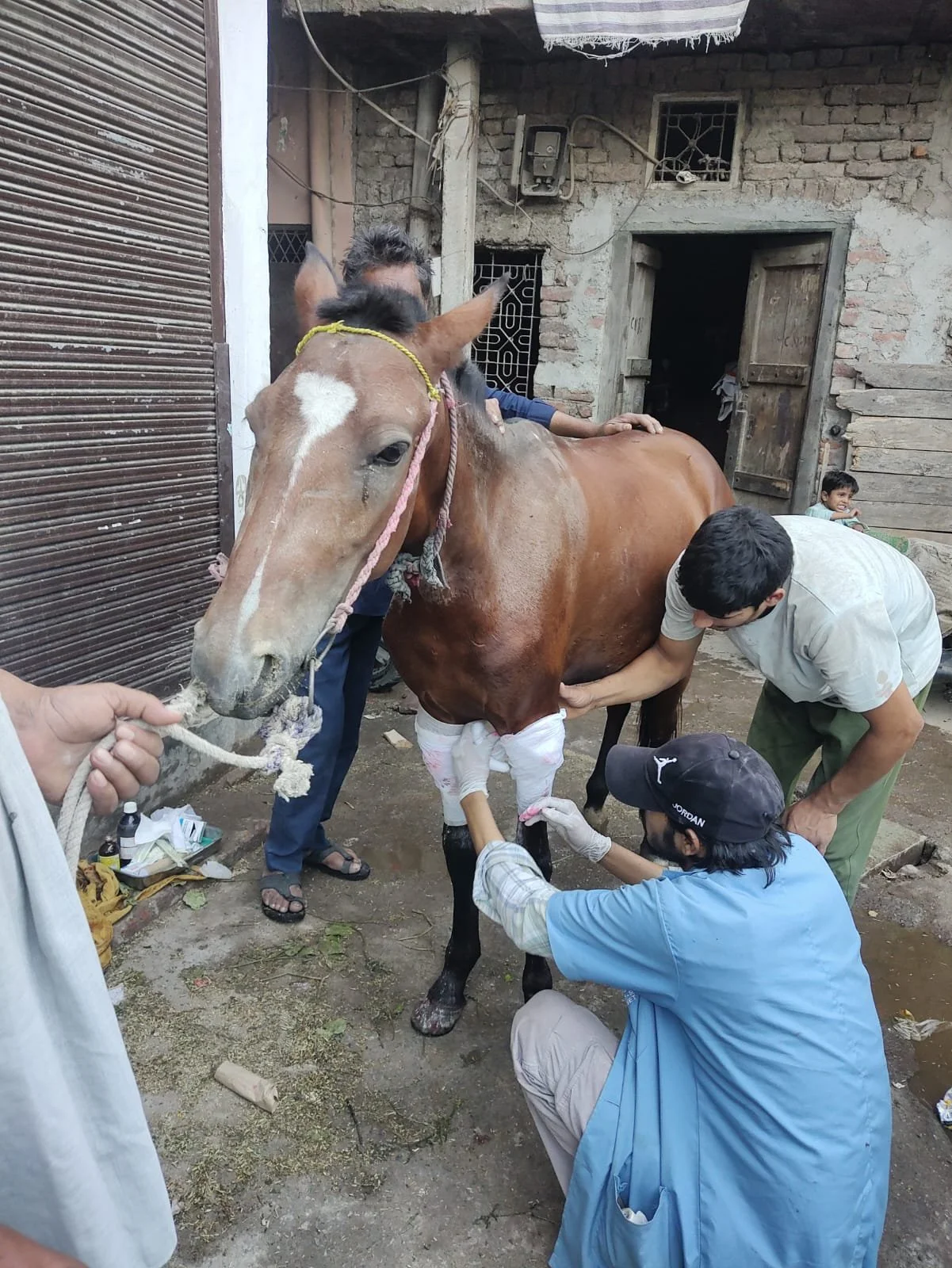 Over 700 Working Equines in India Given Veterinary Care + 2 New Rescues