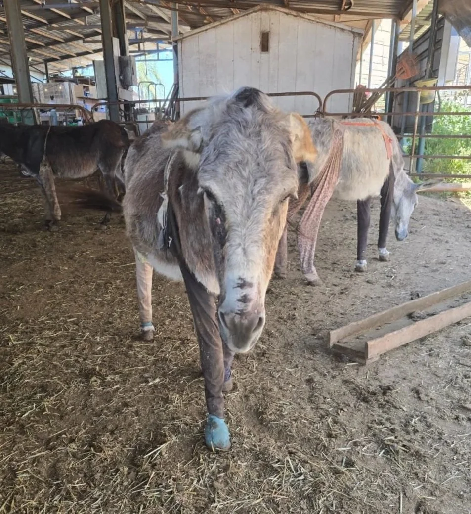 A Safe Place Where Vulnerable Donkeys Experience Only Love, Care and Kindness