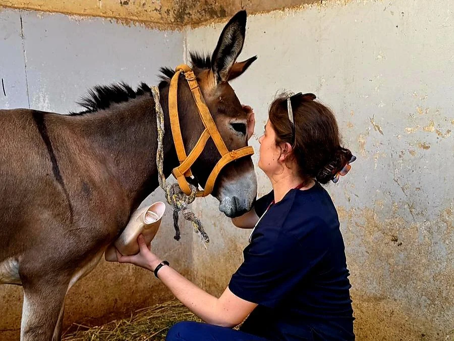 Critical Veterinary Care provided to Working Equines in Egypt