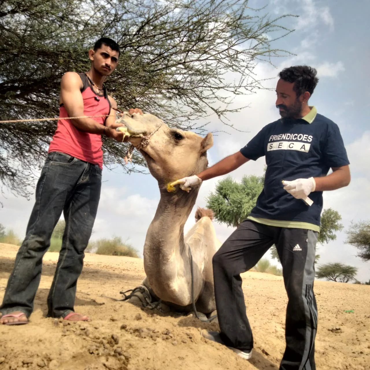 A Special Sanctuary Where Camels Receive Care and Dignity