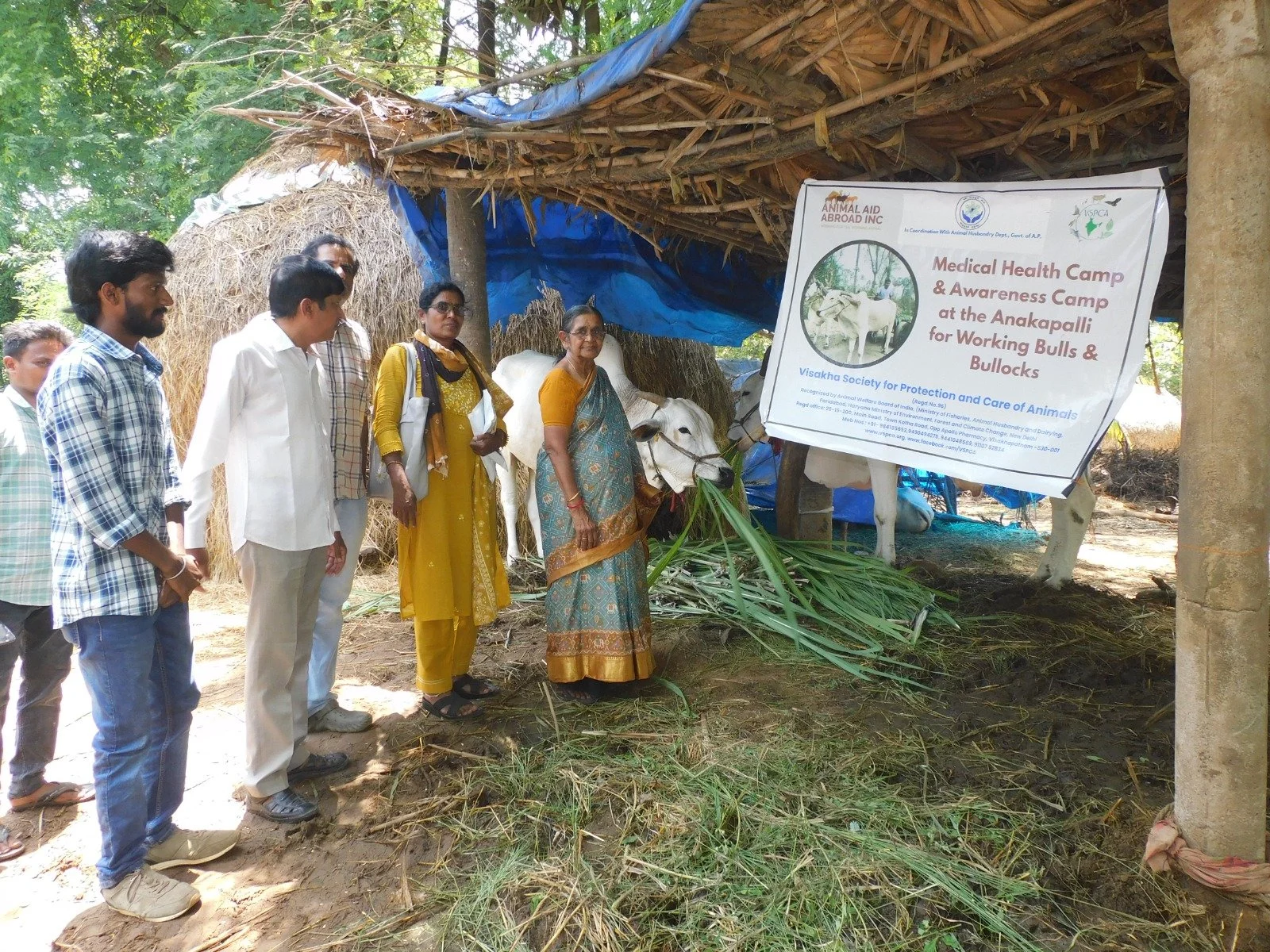 Awareness Campaign to Improve the Welfare of Bullocks in India’s Sugarcane Industry