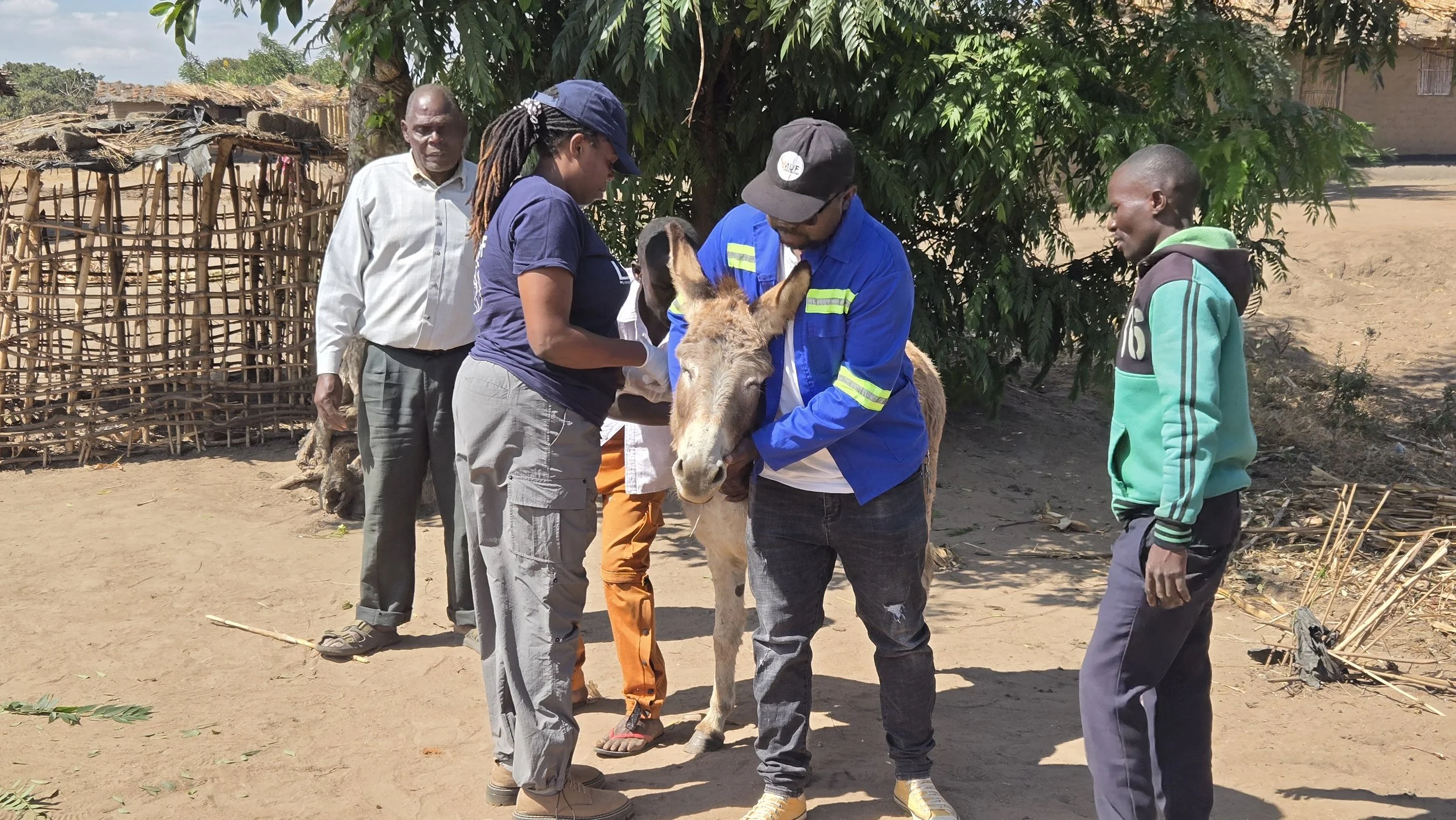 Community Engagement in Lilongwe Key to Long-Term Donkey Welfare