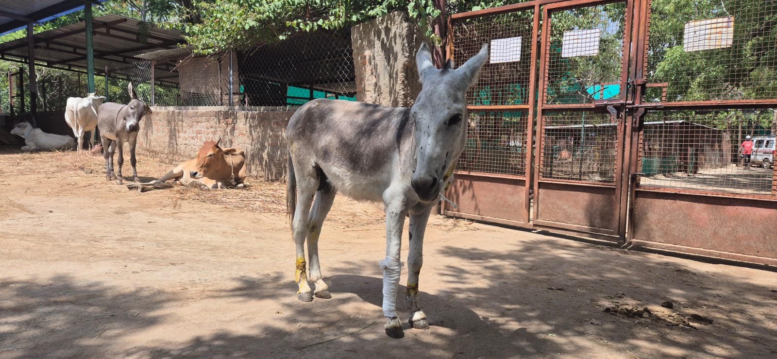 Offering Relief, Care and Comfort for Rescued Donkeys in Udaipur, India