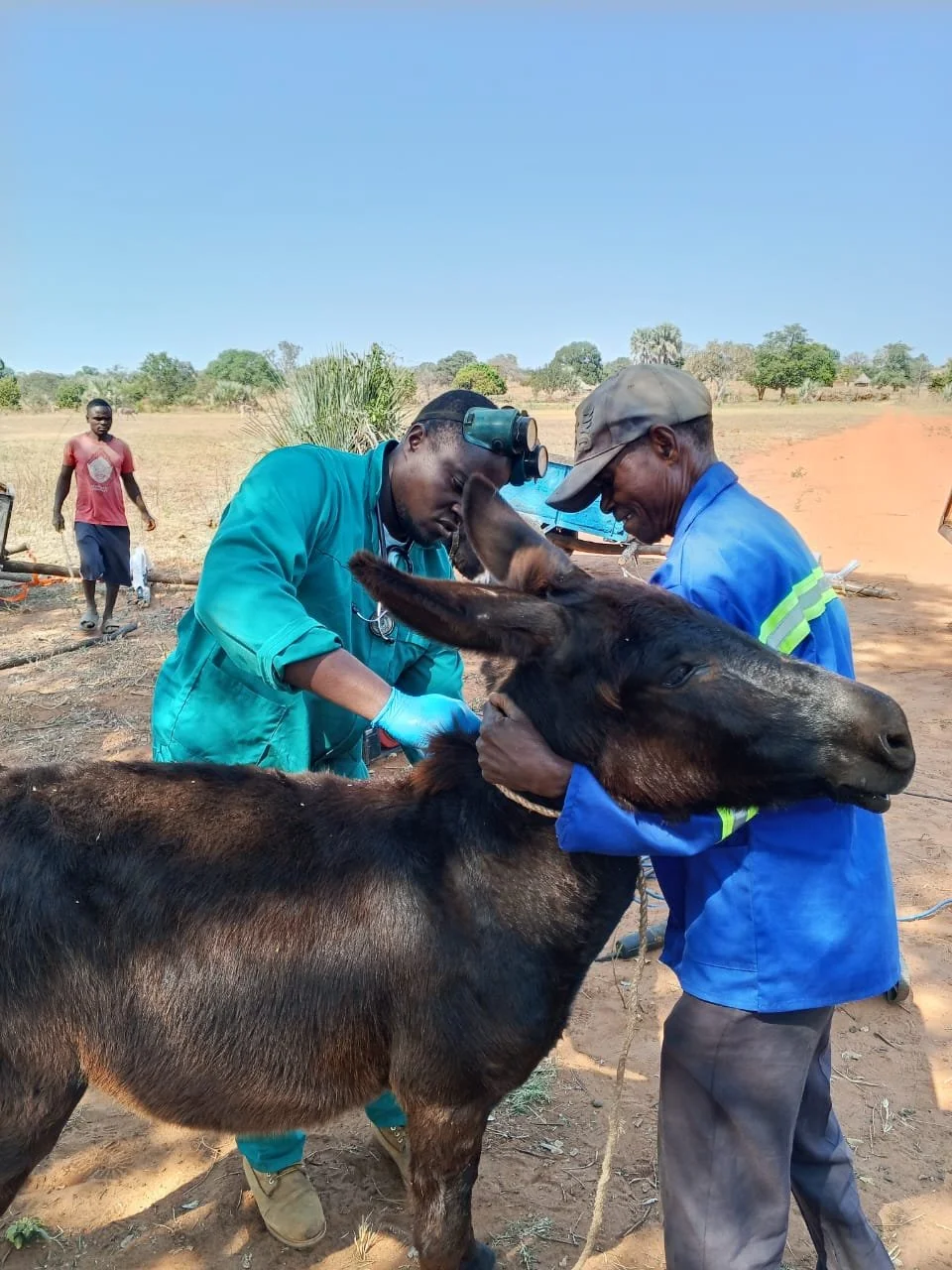 Over 1,000 Working Donkeys Reached in Zambia During the First Half of 2026