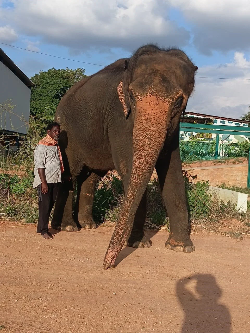 Caring Sanctuary in India Restores Health, Wellbeing and Dignity for Rescued Elephants