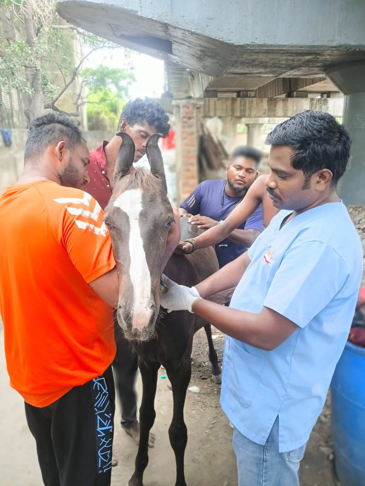 Improving Working Animal Welfare in Chennai Through Veterinary Care, Rescue and Rehabilitation