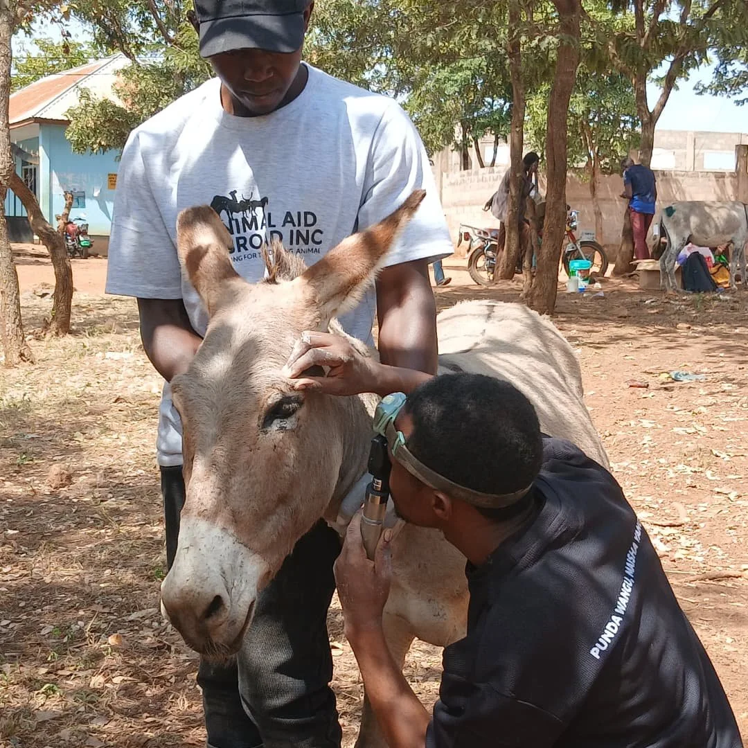Transforming Lives and Reducing Suffering for Donkeys in Tanzania’s Gold Mines