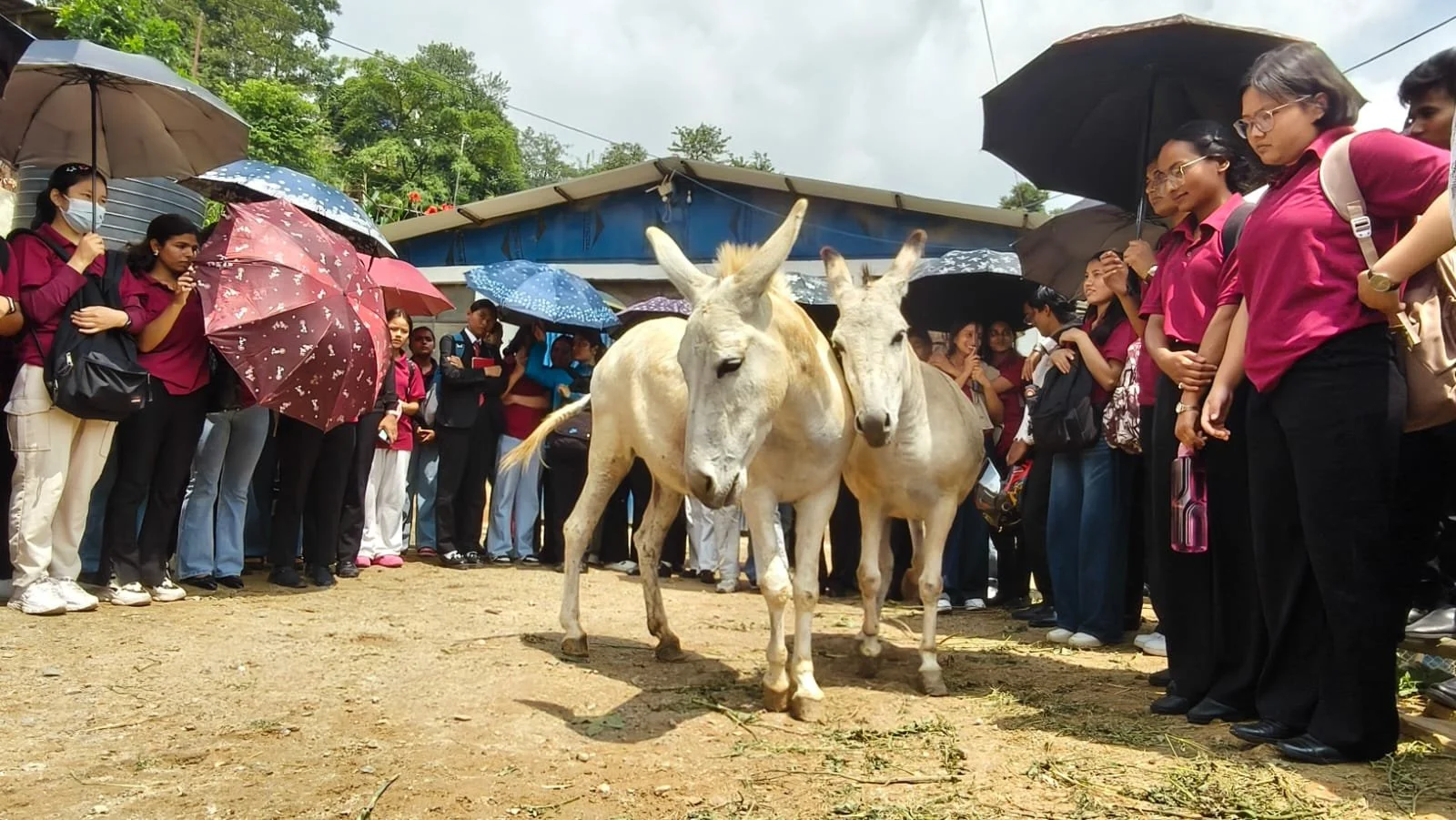 sanctuary creates positive change for animals in nepal through education &amp; advocacy